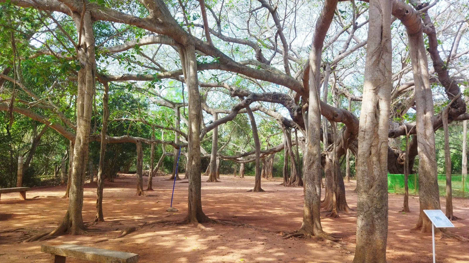 Big banyan Tree, Auroville, TN
