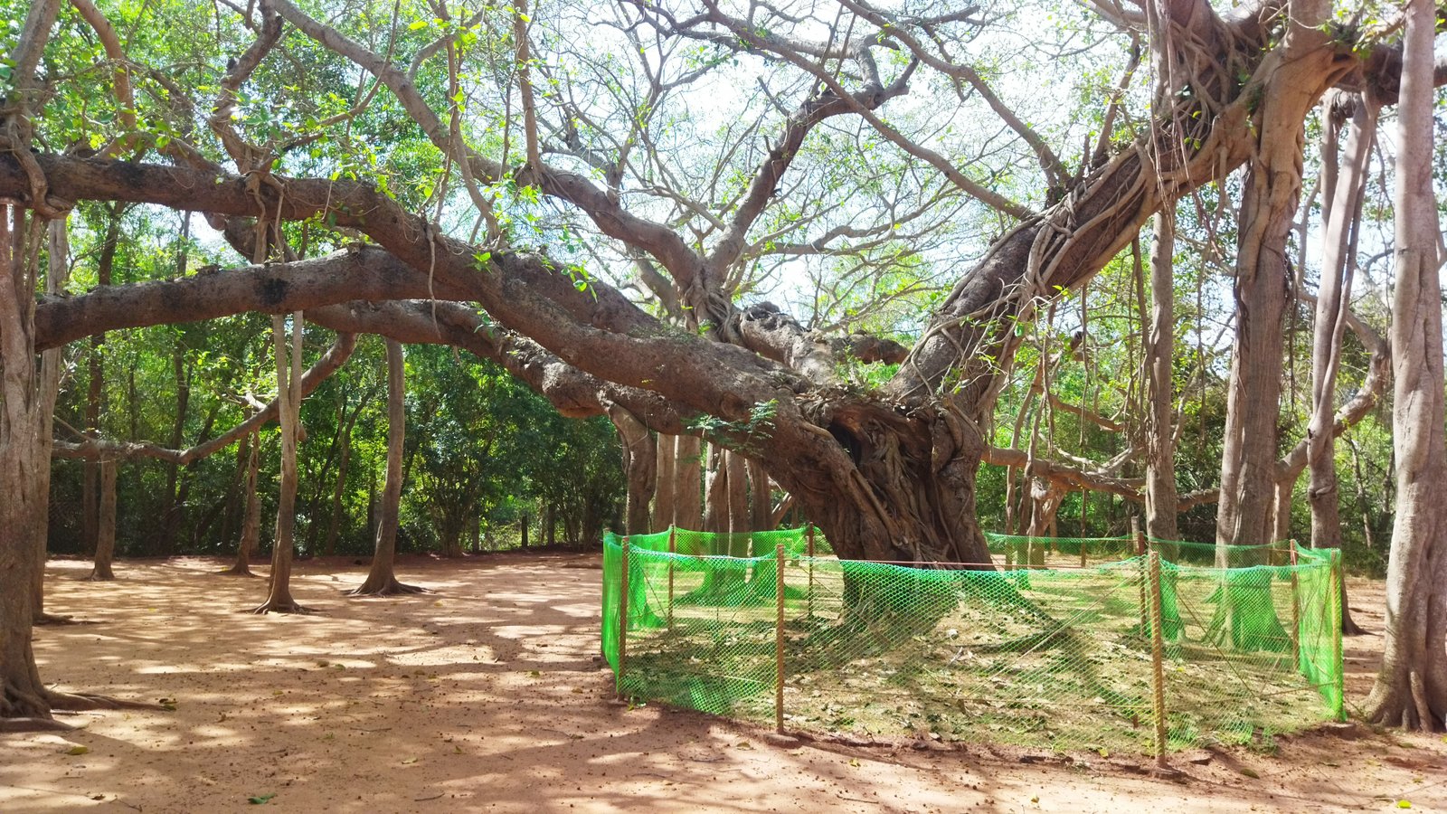 Big banyan Tree, Auroville, TN