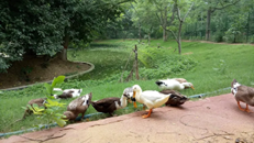 Ducks