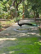 Peacocks