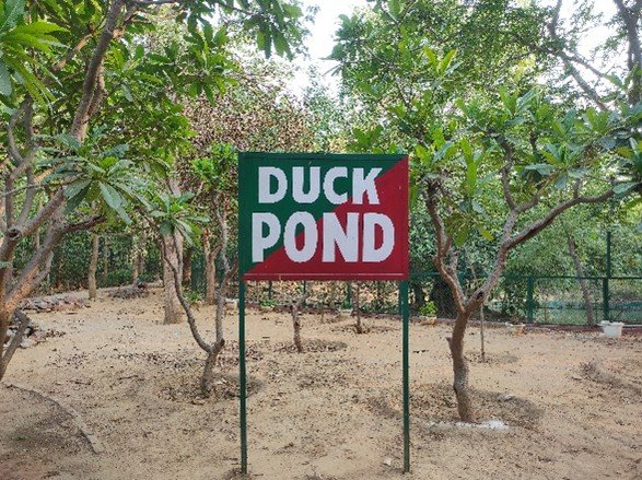 Duck Pond
