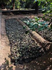 Saplings Distribution