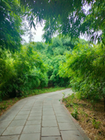 Jogging and Walking Trails