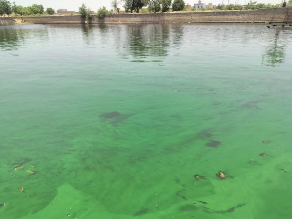 Reviving Ponds and Lakes: A Natural Bio-Enzymatic Approach