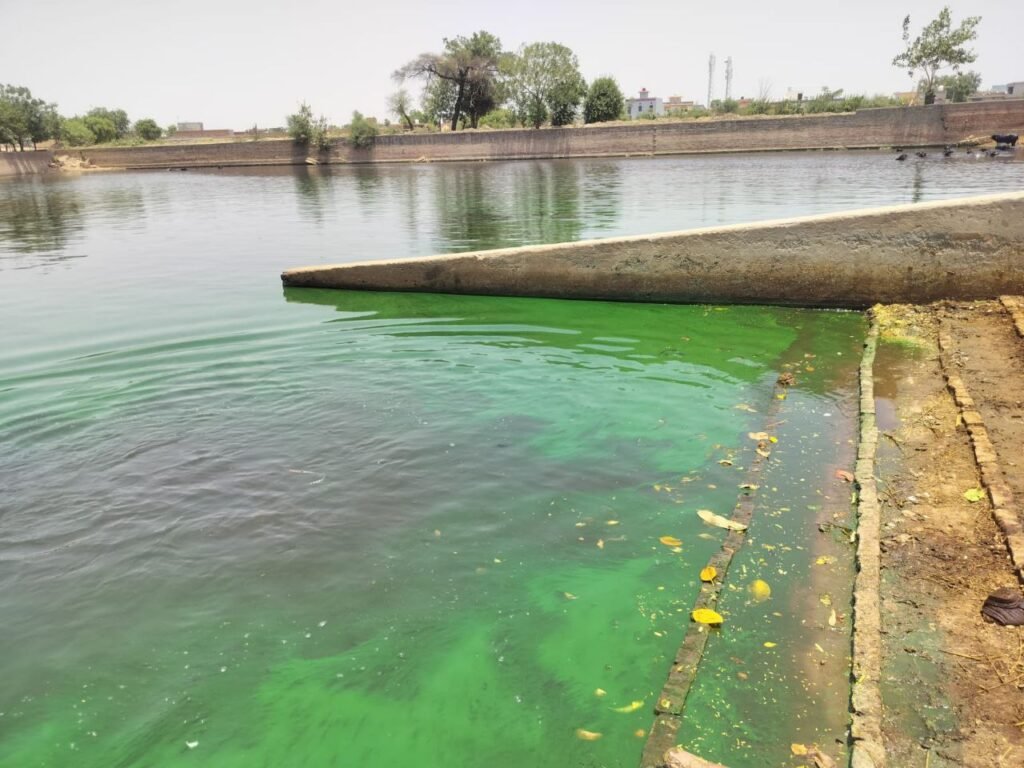 Reviving Ponds and Lakes: A Natural Bio-Enzymatic Approach