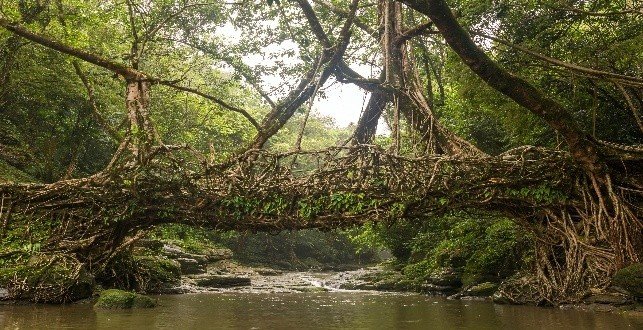 Rooted in Nature: Meghalaya’s Living Root Bridges Move Closer to UNESCO Recognition
