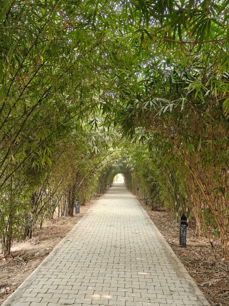 Bamboo canopy walkway at Baansera bamboo park developed on Yamuna floodplain in Delhi