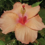 Hibiscus rosasinensis flower symbolising beauty of supramental love associated with Auroville