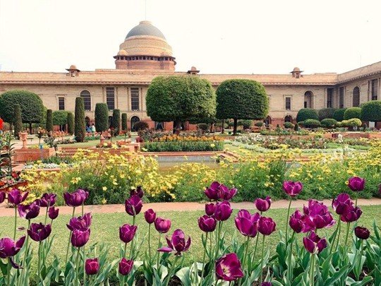 Tulip flowers in Amrit Udyan at Rashtrapati Bhavan