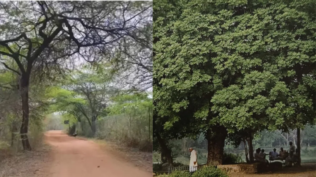 Sarojini Nagar GPRA redevelopment project in Delhi approved after clearance for transplantation and felling of 1,091 trees.