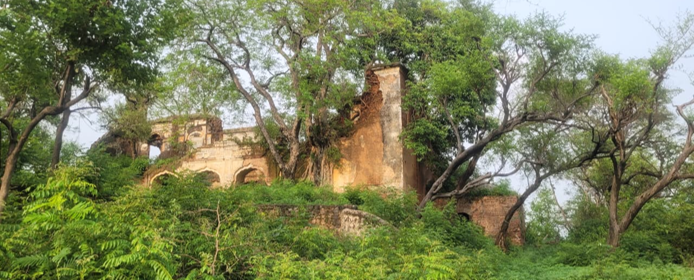 Remains of Jasrota Fort rising above dense vegetation and trees.